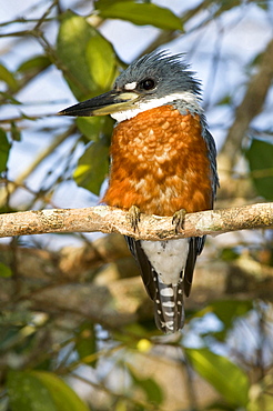 Ringed Kingfisher sitting on branch South America