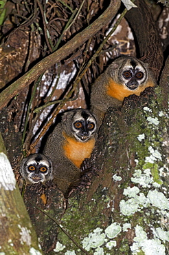 night monkey or owl monkey Owl Monkeys sitting in tree night shot South America Animals