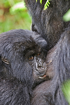 mountain gorilla Female Gorilla breastfeeding baby Virunga Mountains Rwanda Africa