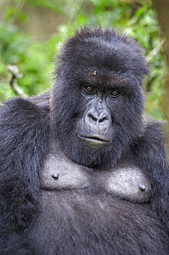 mountain gorilla adult Gorilla portrait Virunga Mountains Rwanda Africa