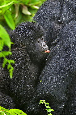 mountain gorilla Female Gorilla with young close-up Virunga Mountains Rwanda Africa