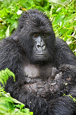 mountain gorilla Female Gorilla with baby Virunga Mountains Rwanda Africa