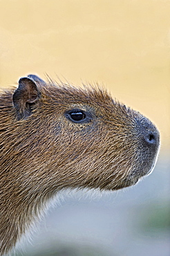 capybara portrait side view Brazil South America Animals