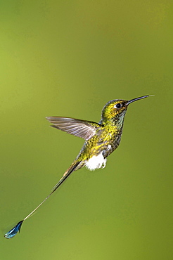 Booted Racket-tail hummingbird in mid-air side view Tandayapa Reserve Ecuador Ecuador South America Animals