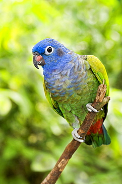 blue-headed parrot sitting on branch Peru South America Animals