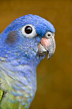 blue-headed parrot portrait side view Peru South America Animals