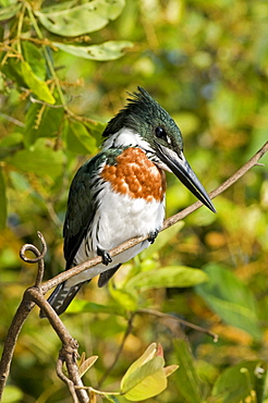 Amazon kingfisher Male sitting on branch Pantanal Brazil Brazil South America America Animals