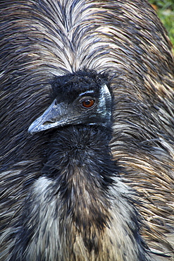 emu emu sitting head portrait Animals Nature