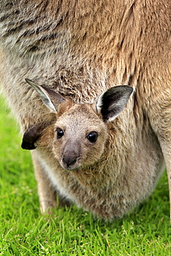 Western grey kangaroo Western grey kangaroo mother with young sitting in grass portrait close up view Cleland Wildlife Park South Australia Australien