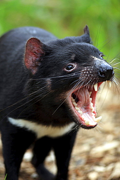 Tasmanian devil impending tasmanian devil portrait South Australia Australien