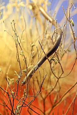 Sharp-snouted delma Sharp-snouted delma serpentine between branches Outback Northern Territory Australien