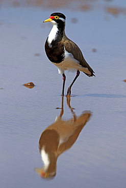 banded lapwing banded lapwing in water portrait Sturt Nationalpark New South Wales Australien