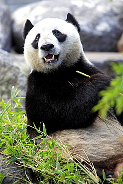 giant panda giant panda sitting eating portrait Zoo Adelaide Australien