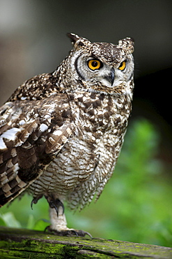 spotted eagle owl spotted eagle owl on tree trunk portrait South Africa Africa