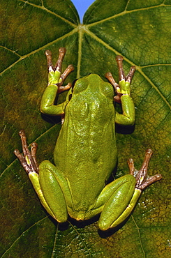 European green tree frog or European tree frog green tree frog tree toad