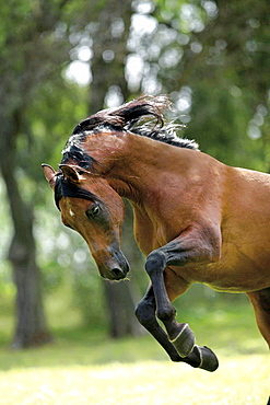 horse Arab horse stallion name: Pegazus national stud Babolna Hungary Europe