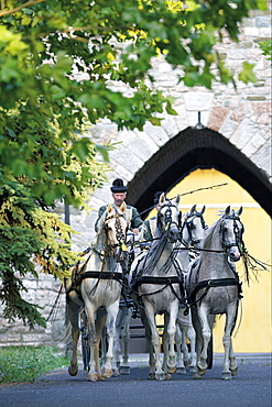 horse Arabian Arab horse mares team of horses historical national stud Babolna Hungary Europe