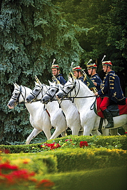 horse Shagya Arabian stallions with riders men in historic uniform national stud Babolna Hungary Europe