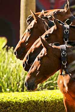 horse Lusitano four mares portrait stud Las Morerias Mexico