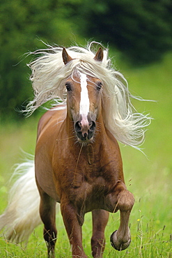 horse Haflinger stallion name: Archimedes galopping stud Haupt- und Landgestut Schwaiganger Germany Europe