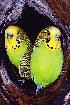 budgerigar