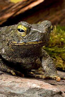 hill toad Asien giant toad Asien giant toad sitting on stone head portrait