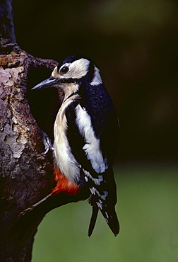 great spotted woodpecker