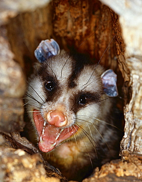 white-eared opossum portrait opossum in tree hole Uruguay South America