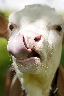 domestic cattle or ox portrait of calf licking nostril with its tongue