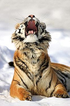 Siberian tiger Siberian tiger spitting impending lying in the snow portrait winter Asia