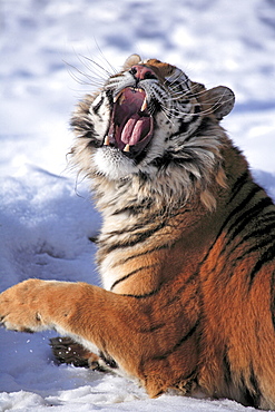 Siberian tiger Siberian tiger spitting impending lying in the snow portrait winter Asia