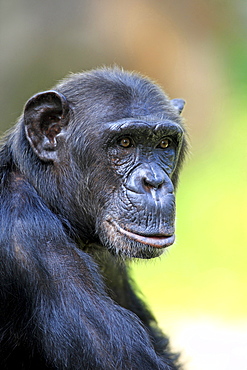 chimpanzee male chimpanzee sitting portrait Africa