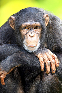 chimpanzee male chimpanzee sitting resting portrait Africa