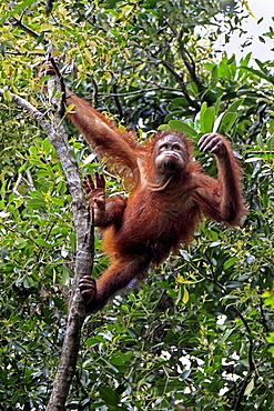 orang utan young Orang utan climbing on tree portrait