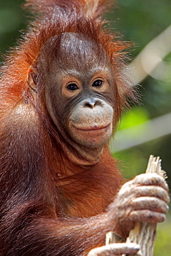 orang utan young Orang utan portrait Asia