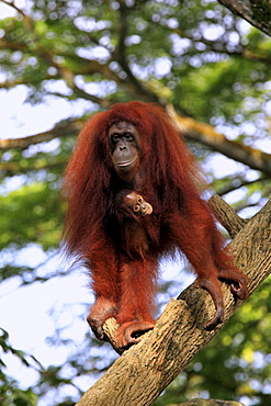 orang utan female Orang utan with young climbing on tree trunk portrait Asia