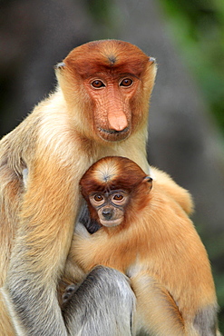 proboscis monkey female proboscis monkey with young portrait