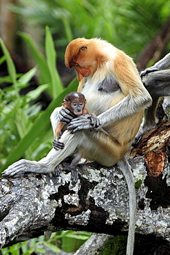 proboscis monkey female proboscis monkey with young sitting on arial root portrait