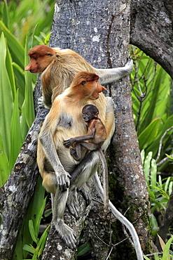 proboscis monkey female proboscis monkey with young sitting on arial root portrait