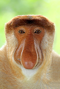 proboscis monkey male proboscis monkey sitting portrait front view