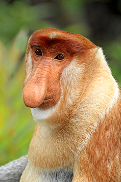 proboscis monkey male proboscis monkey sitting portrait