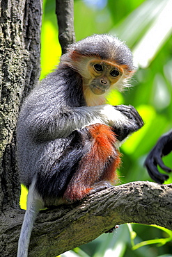 douc langur young douc langur sitting on branch portrait Asia