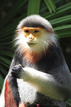 douc langur douc langur sitting eating portrait Asia