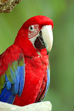 red-blue-and-green macaw or green-winged macaw ara sitting portrait South America