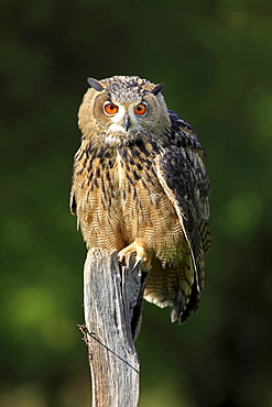 eagle owl Eagle owl sitting on wooden stump portrait front view Germany