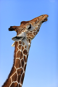 reticulated giraffe reticulated giraffe head neck portrait side view Africa