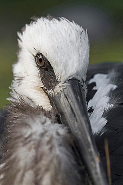 Maguari stork portrait of stork
