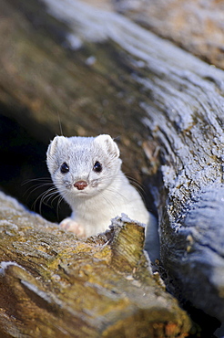 ermine or short-tailed weasel ermine with white fur winter coat looking out of cave portrait