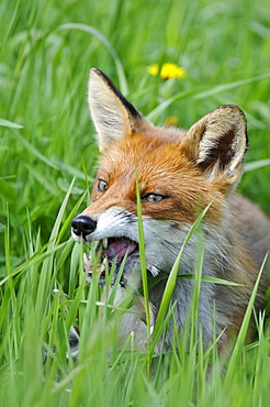 red fox or European fox red fox sitting in meadow eating prey head portrait