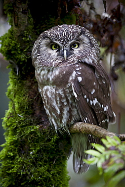 Tengmalm's owl owl sitting on branch portrait